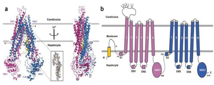 Roles of BSEP protein in estrogen-induced intrahepatic cholestasis of ...