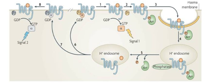 Roles of BSEP protein in estrogen-induced intrahepatic cholestasis of ...